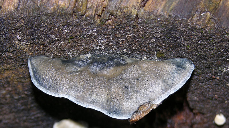 5 giorni d''acqua...poi i funghi (25 novembre)